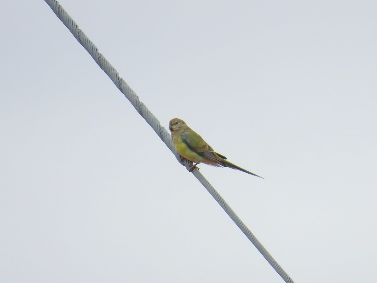 Red-rumped Parrot - ML619282165