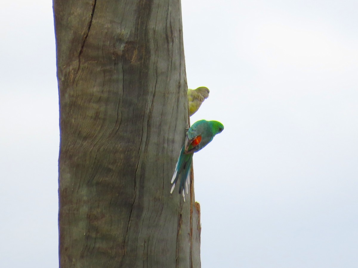 Red-rumped Parrot - ML619282166