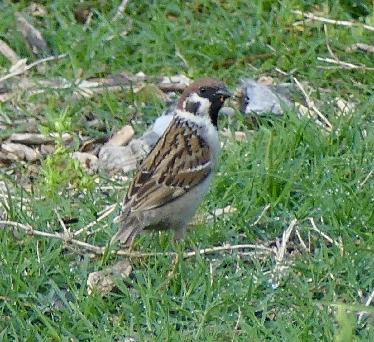 Eurasian Tree Sparrow - ML619282172