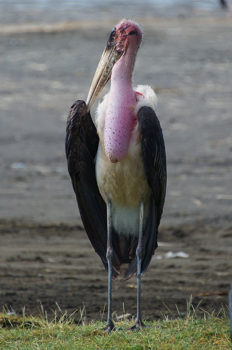 Marabou Stork - ML619282193