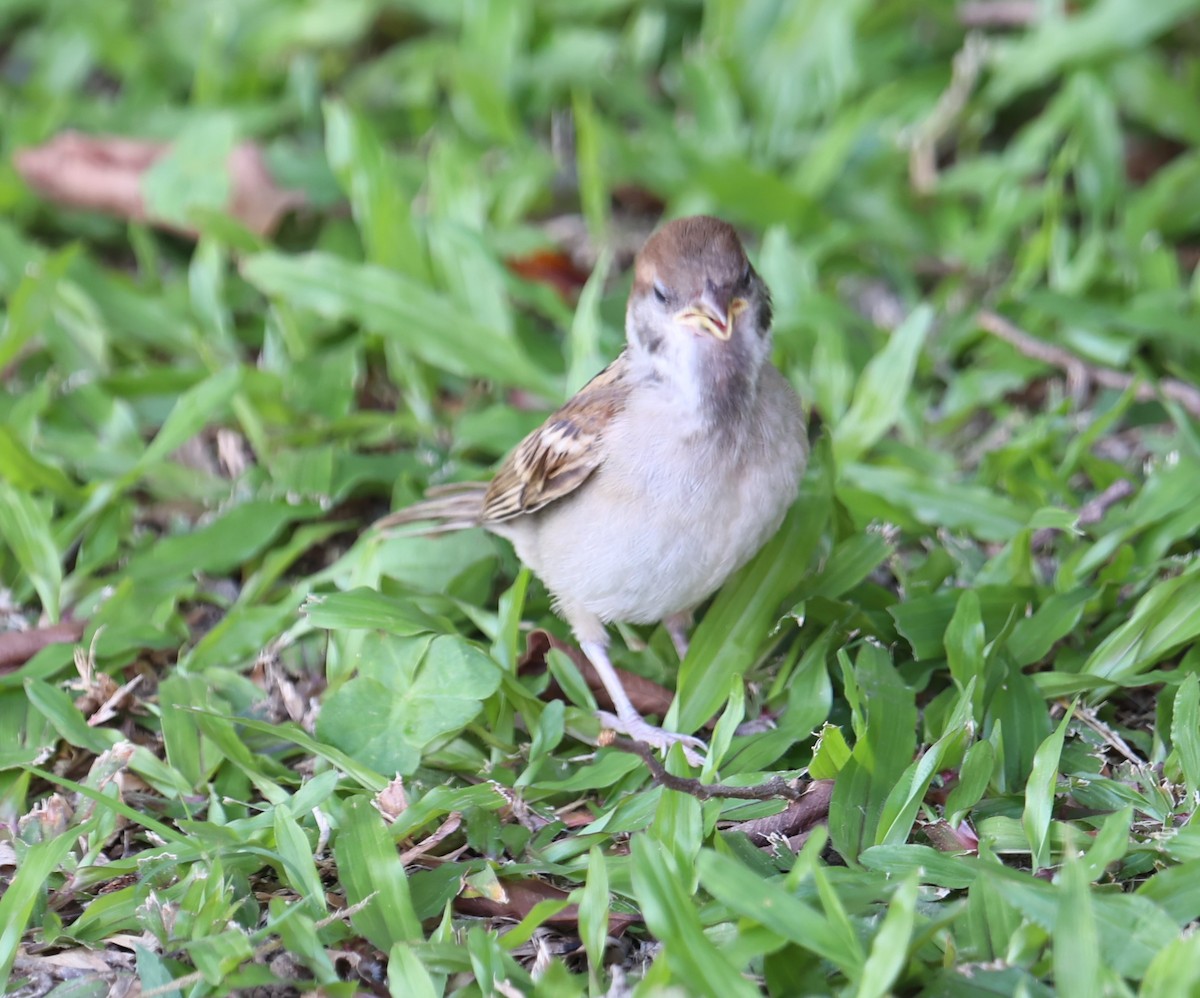 Eurasian Tree Sparrow - ML619282197