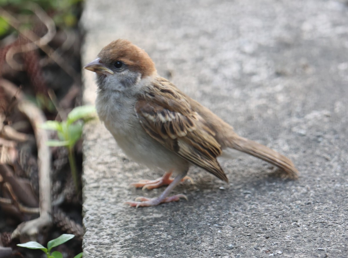Eurasian Tree Sparrow - ML619282198