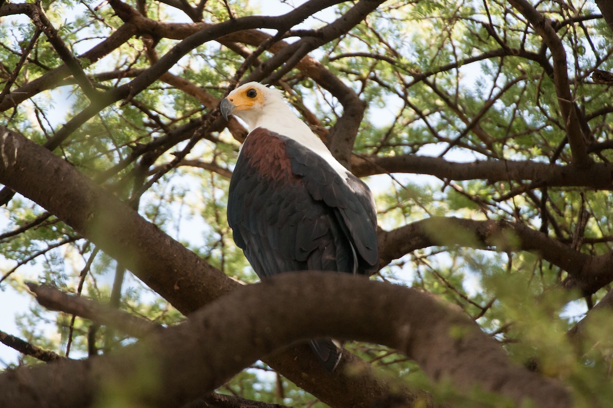 African Fish-Eagle - ML619282206