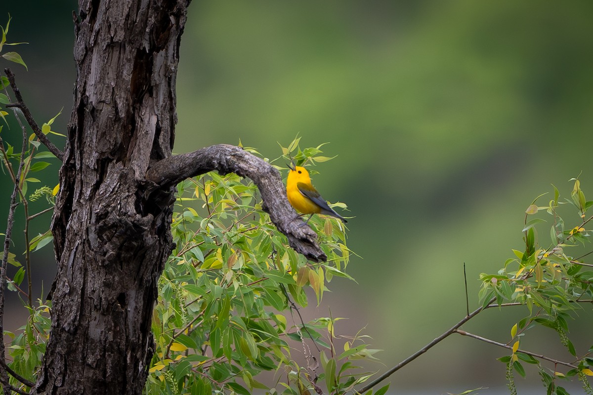 Prothonotary Warbler - ML619282247