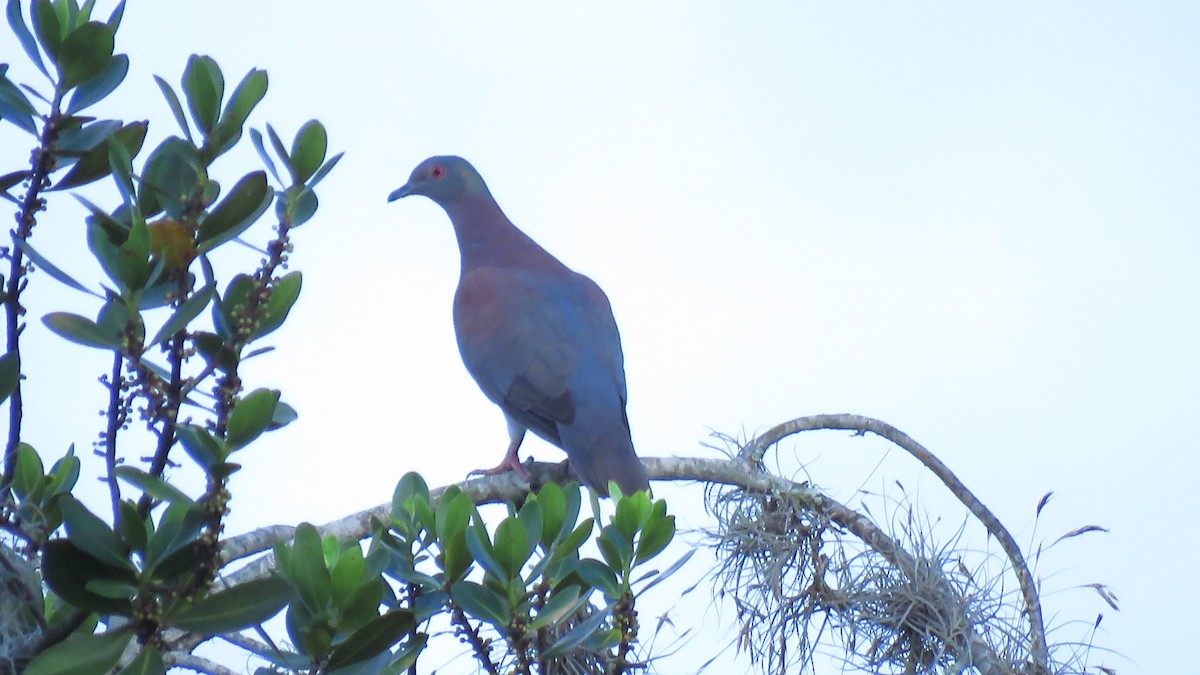 Рыжспинный голубь - ML619282274