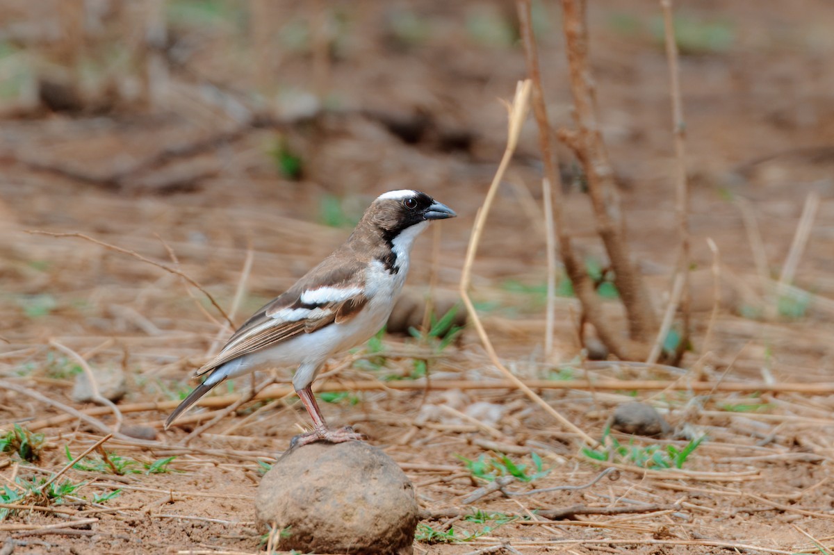 White-browed Sparrow-Weaver - ML619282280
