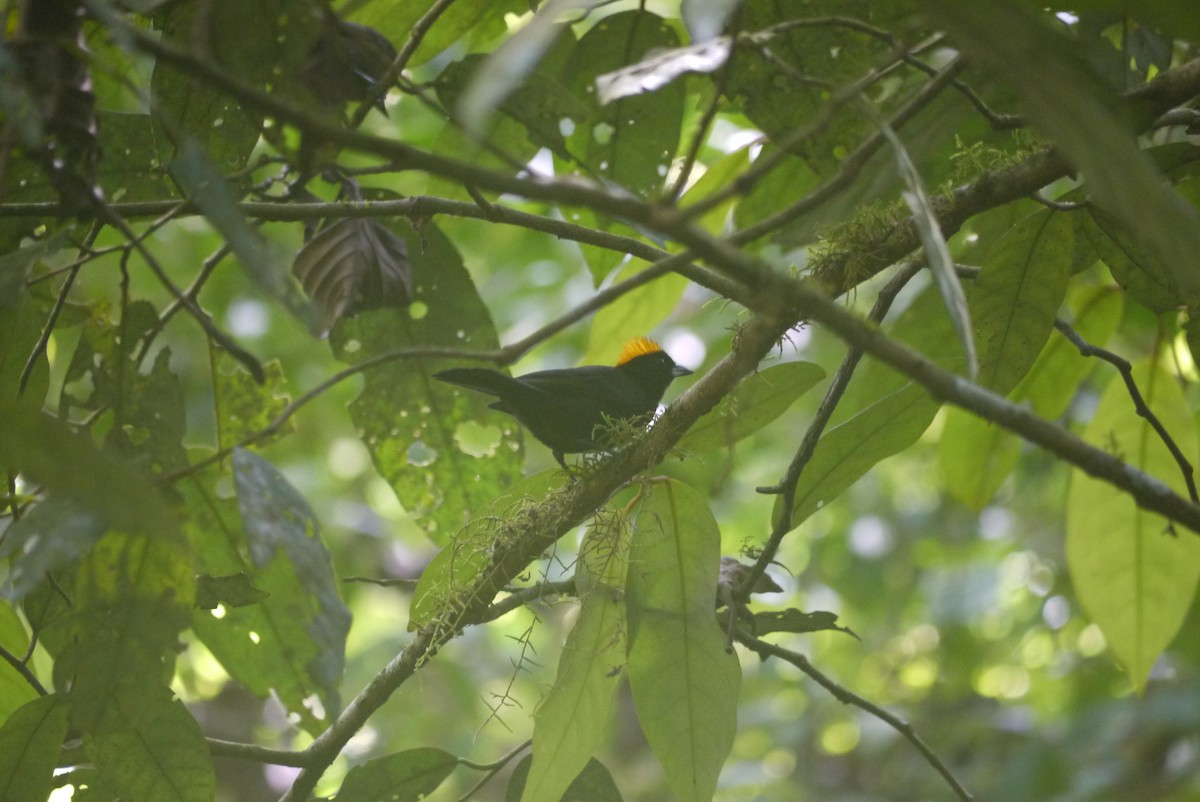 Tawny-crested Tanager - ML619282296