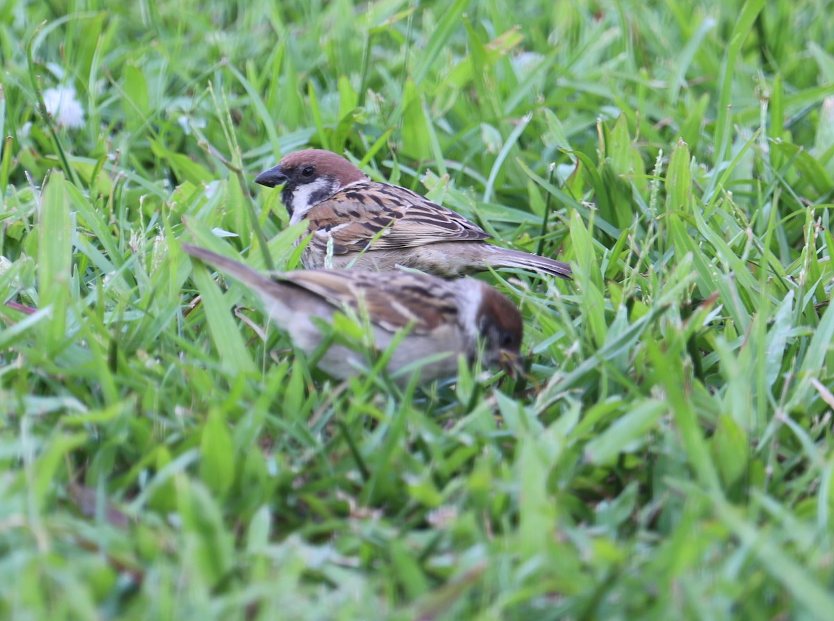Eurasian Tree Sparrow - ML619282337