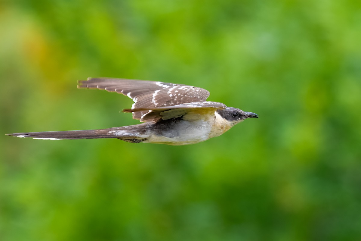 Great Spotted Cuckoo - ML619282339