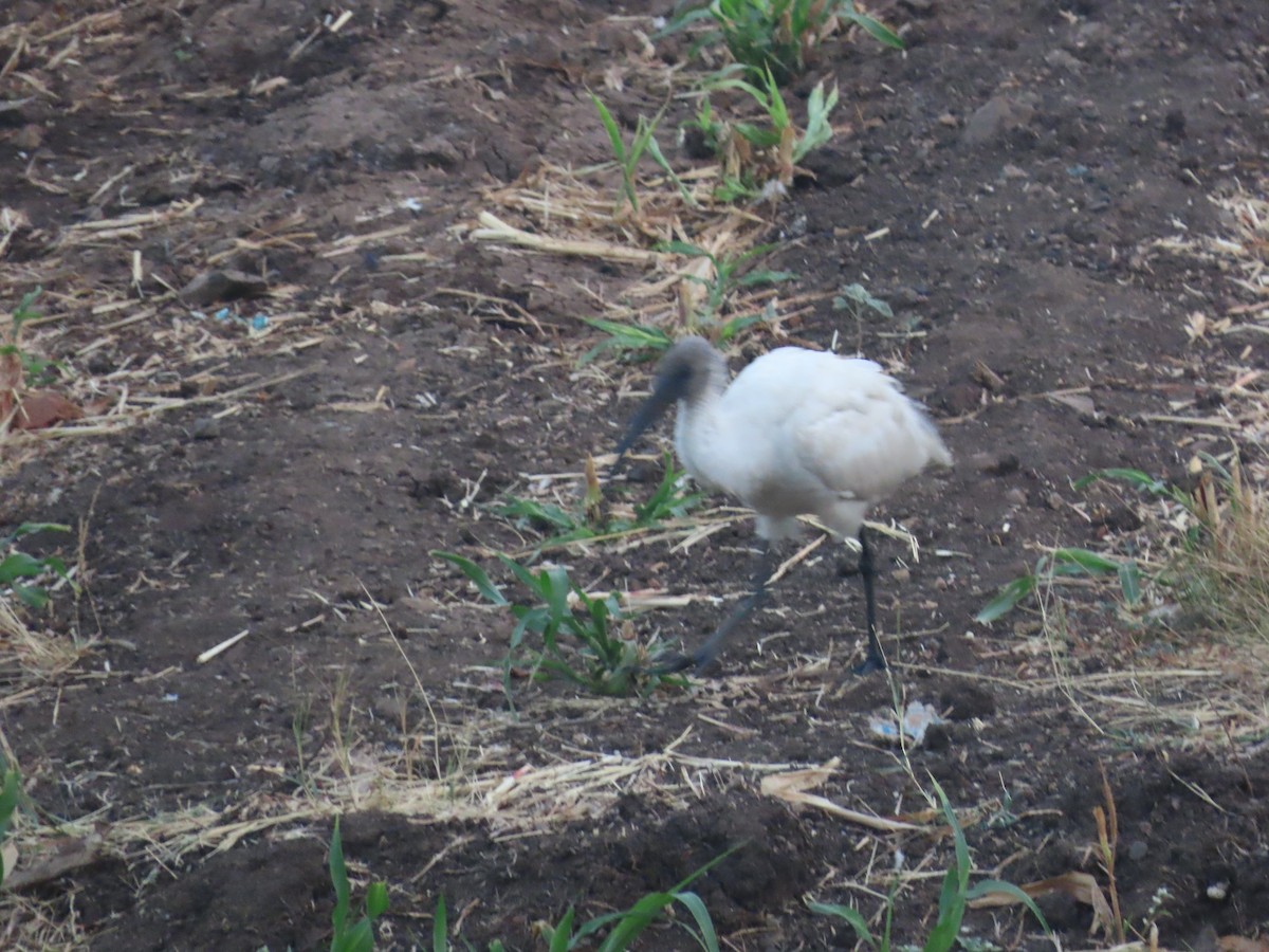 ibis černohlavý - ML619282375