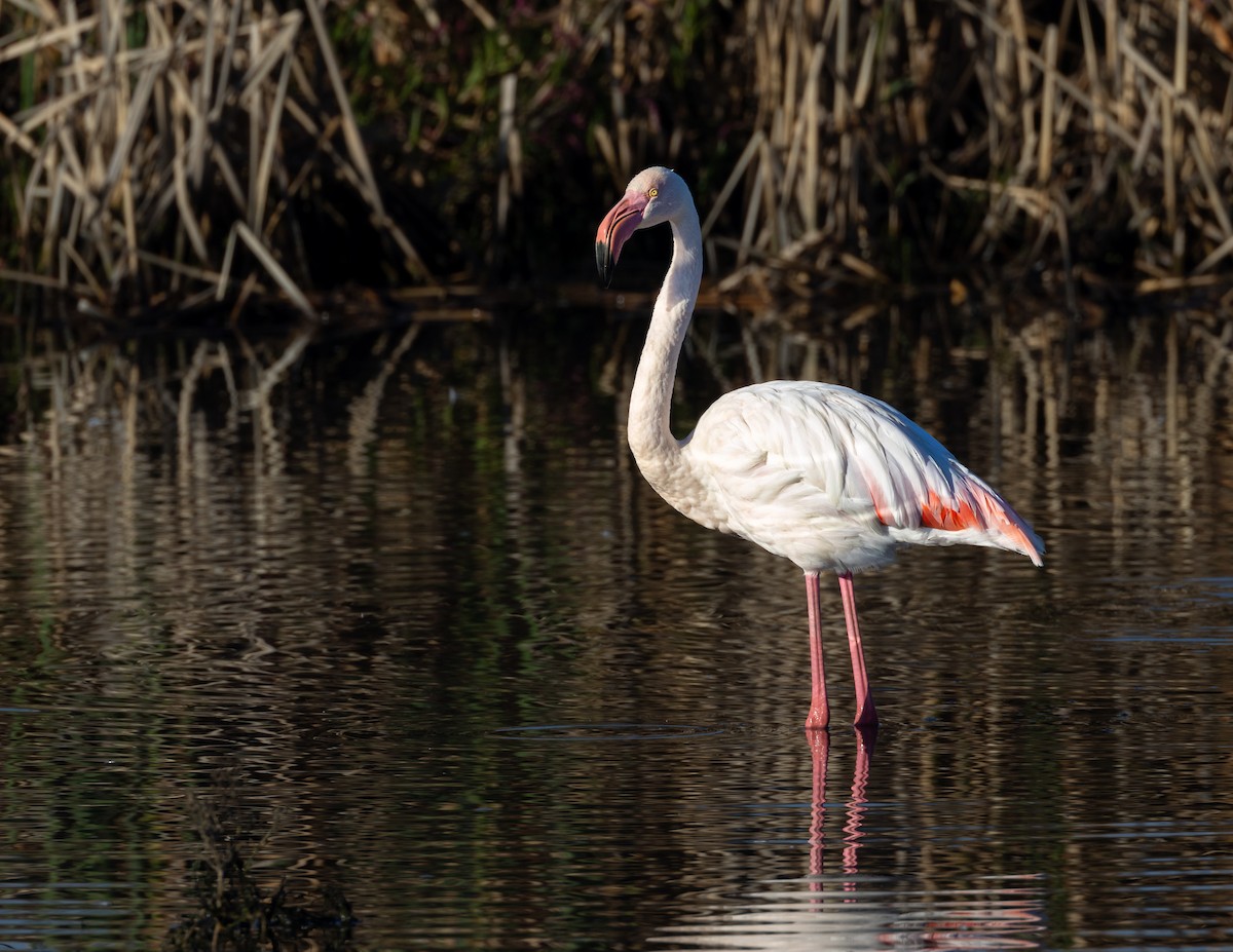Greater Flamingo - ML619282400