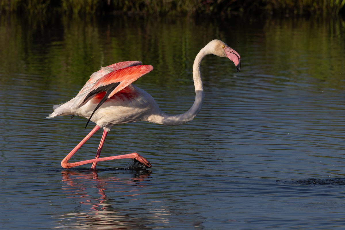 Greater Flamingo - ML619282402