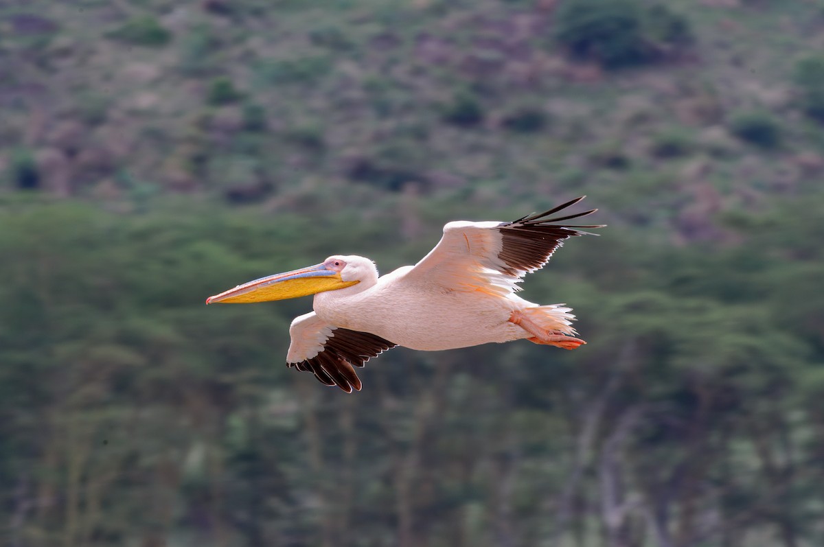 pelikán bílý - ML619282430