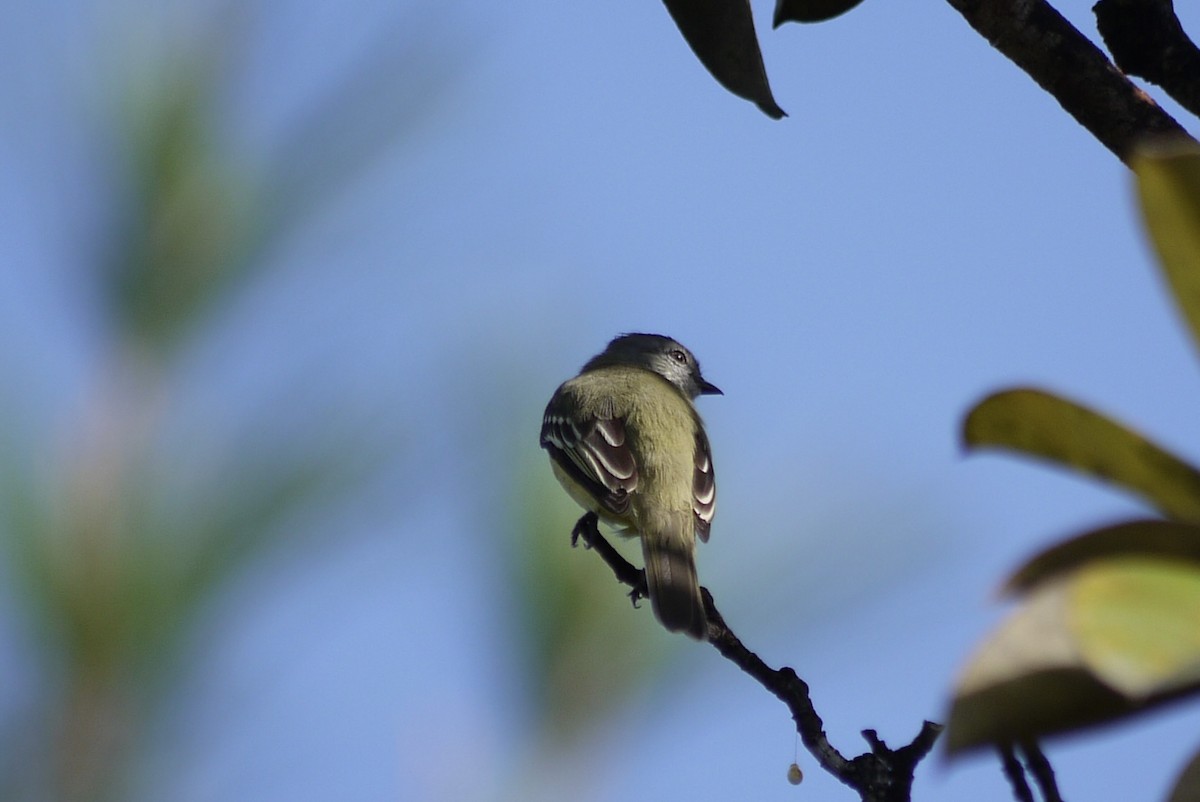 Yellow-crowned Tyrannulet - ML619282445