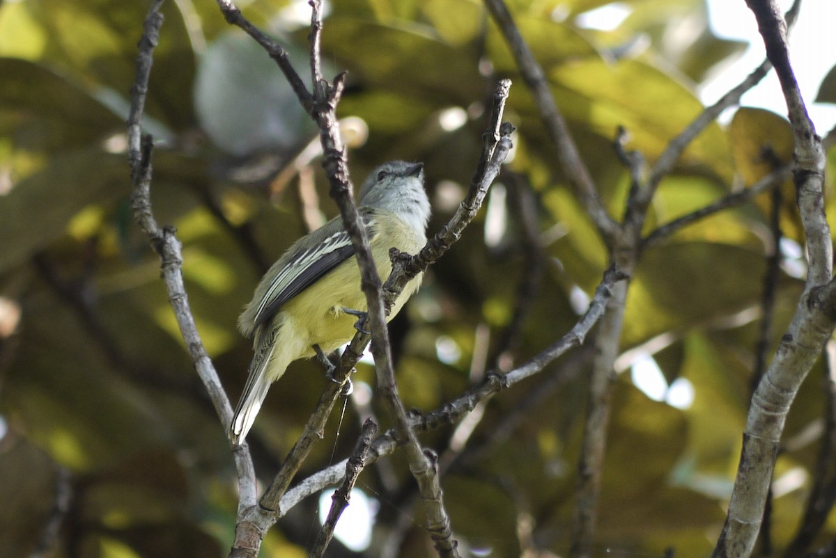 Yellow-crowned Tyrannulet - ML619282446