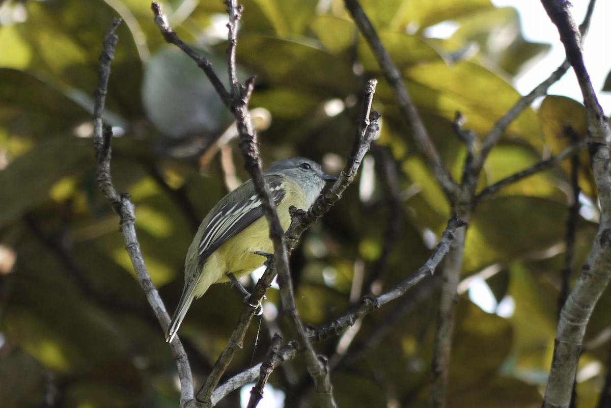 Yellow-crowned Tyrannulet - ML619282447