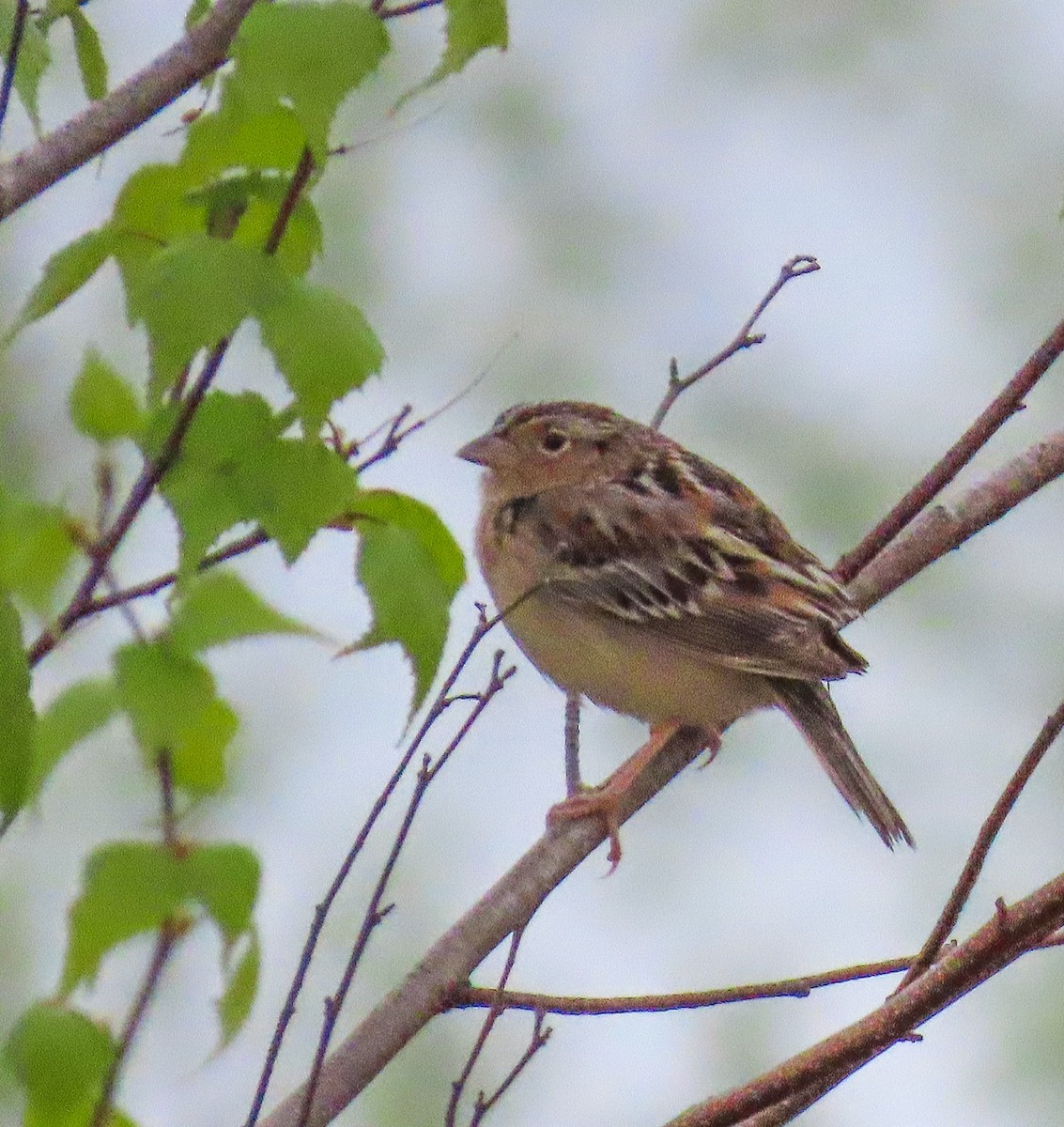 Grasshopper Sparrow - ML619282473
