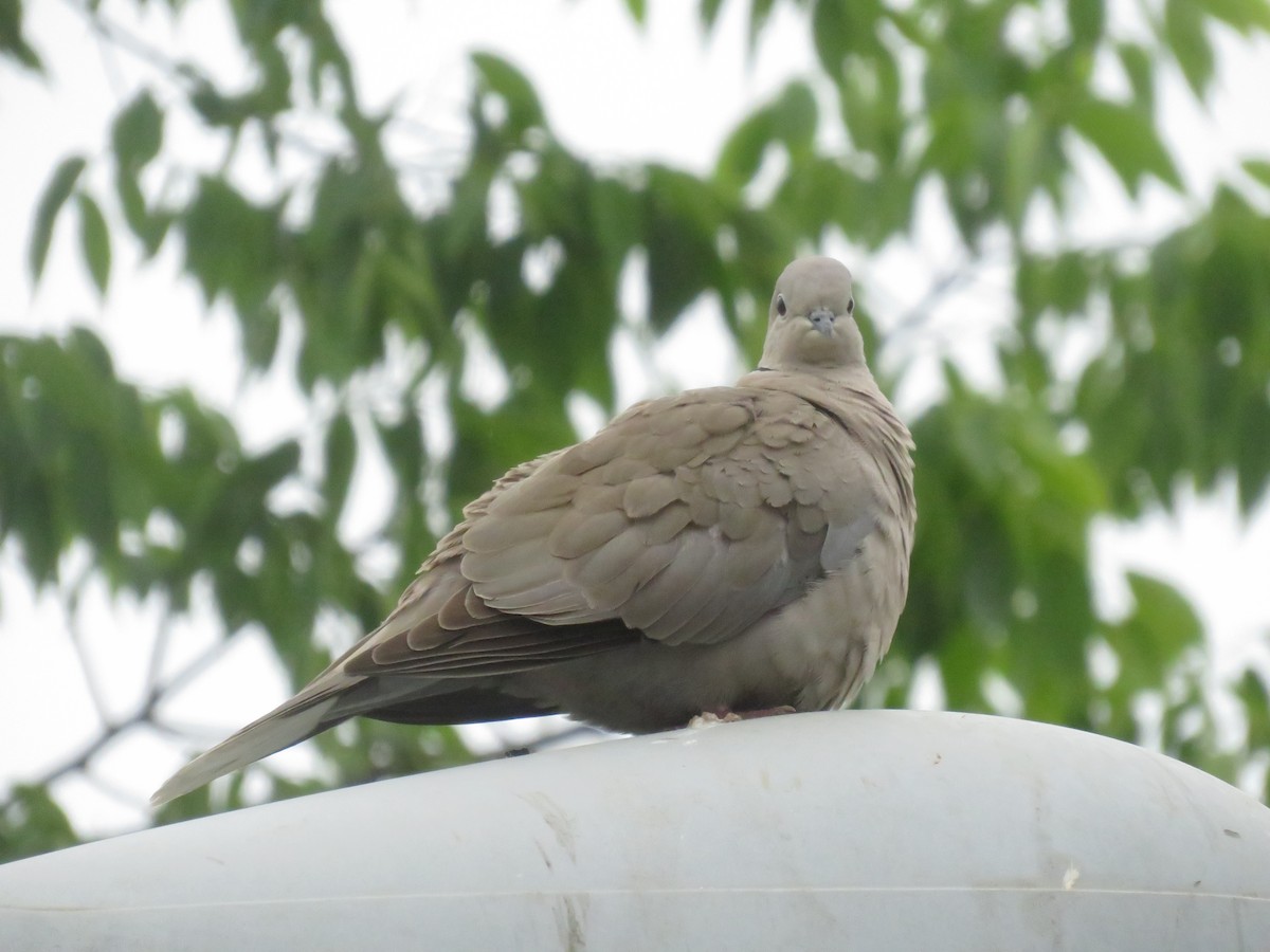 Eurasian Collared-Dove - ML619282492