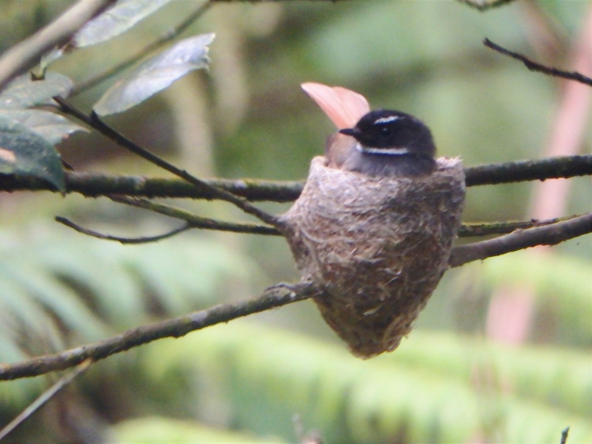 Rufous-tailed Fantail - ML619282534