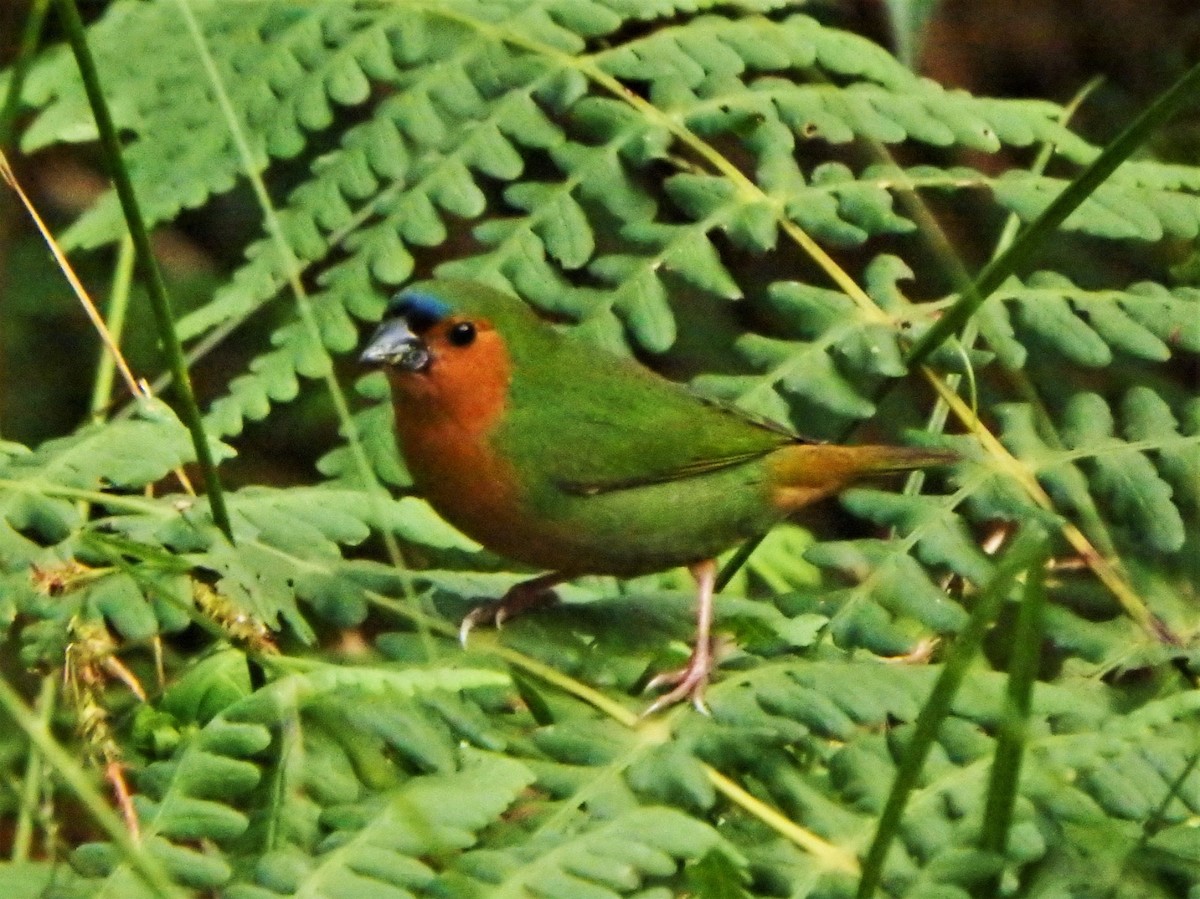 Tawny-breasted Parrotfinch - ML619282566
