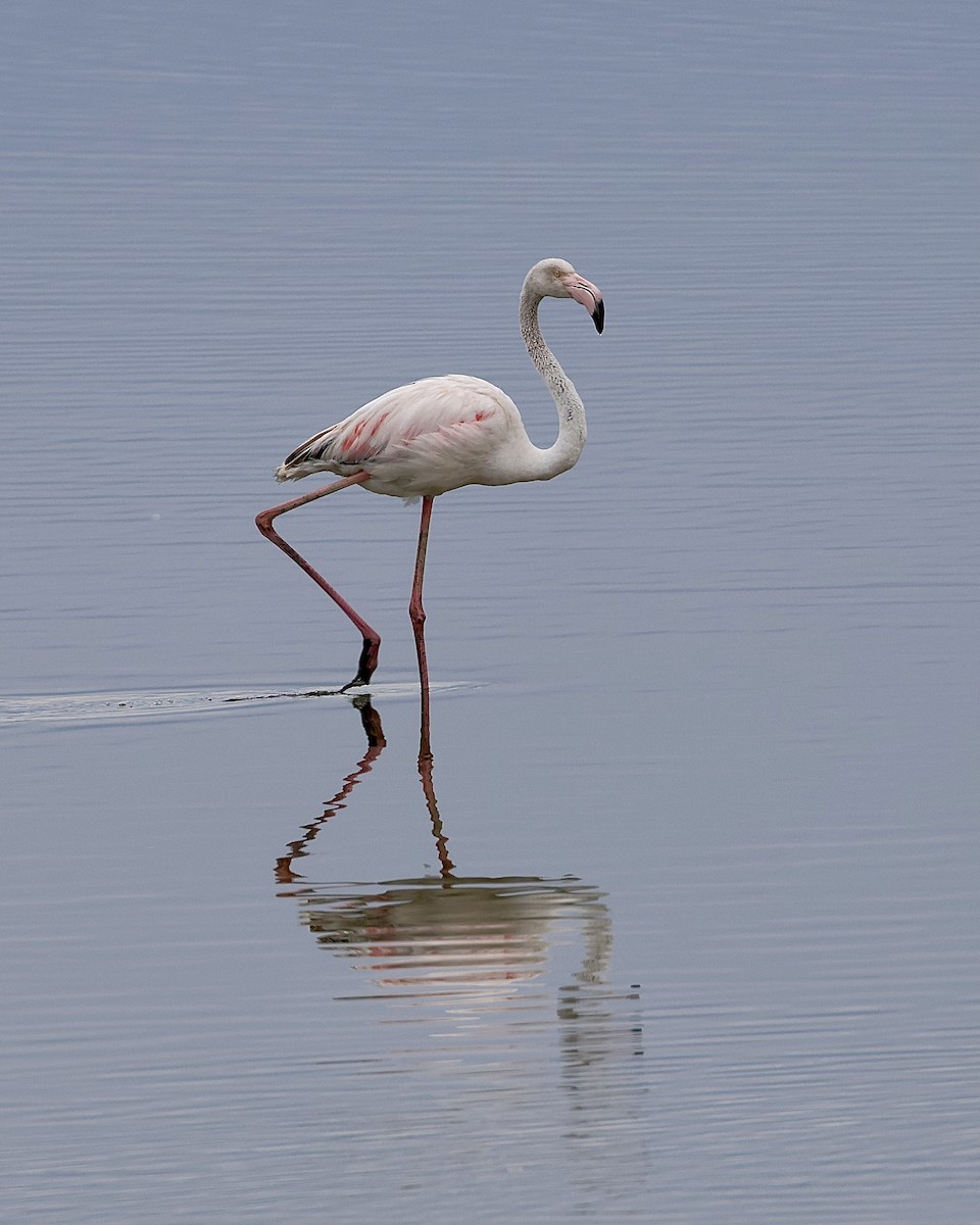 Greater Flamingo - ML619282567