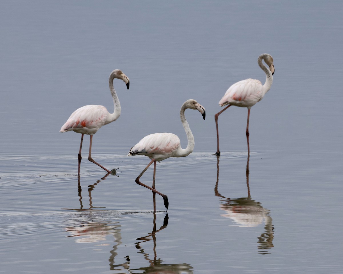 Greater Flamingo - ML619282568