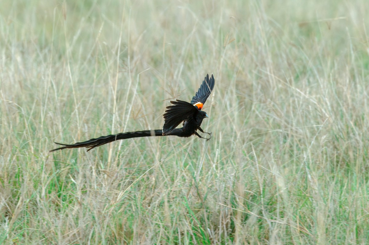 Long-tailed Widowbird - ML619282609