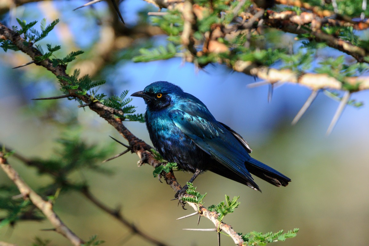 Greater Blue-eared Starling - ML619282627