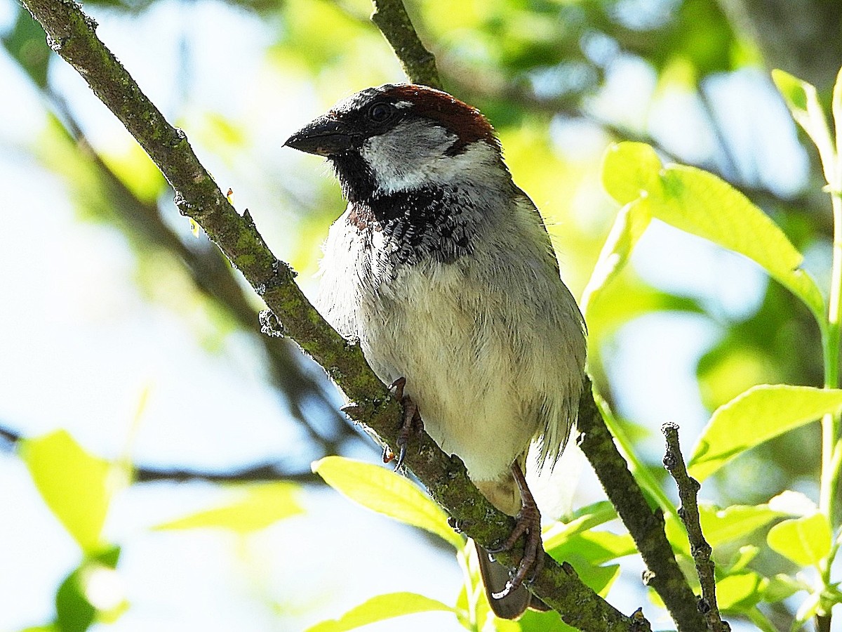 Eurasian Tree Sparrow - ML619282630