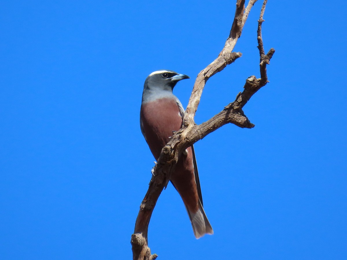 White-browed Woodswallow - ML619282642