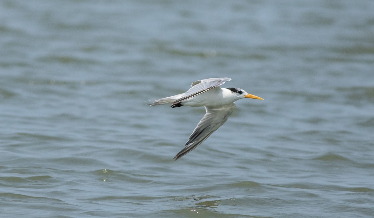 Lesser Crested Tern - ML619282660