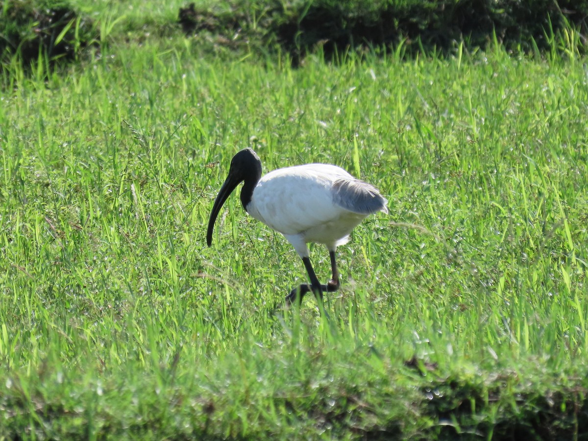 ibis černohlavý - ML619282692