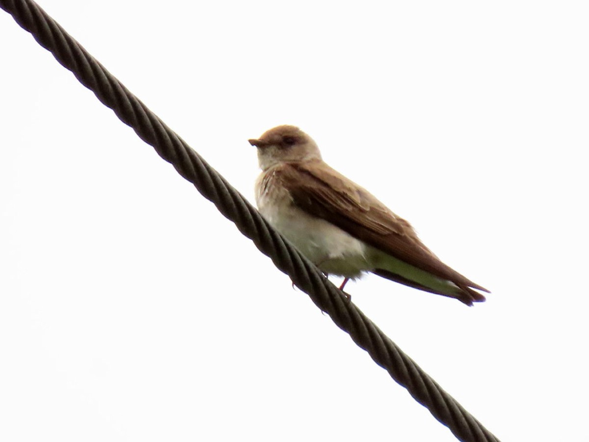 Northern Rough-winged Swallow - ML619282707
