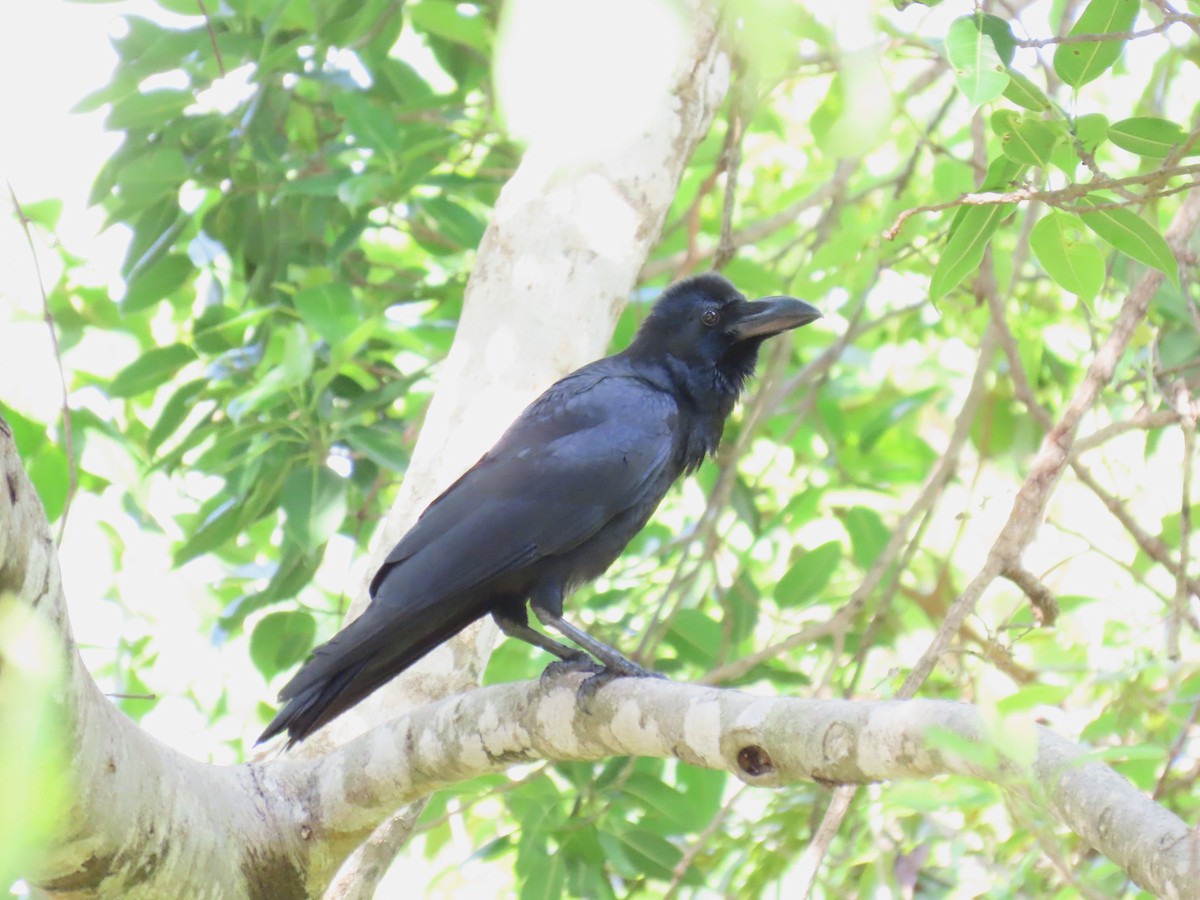 Large-billed Crow - ML619282714