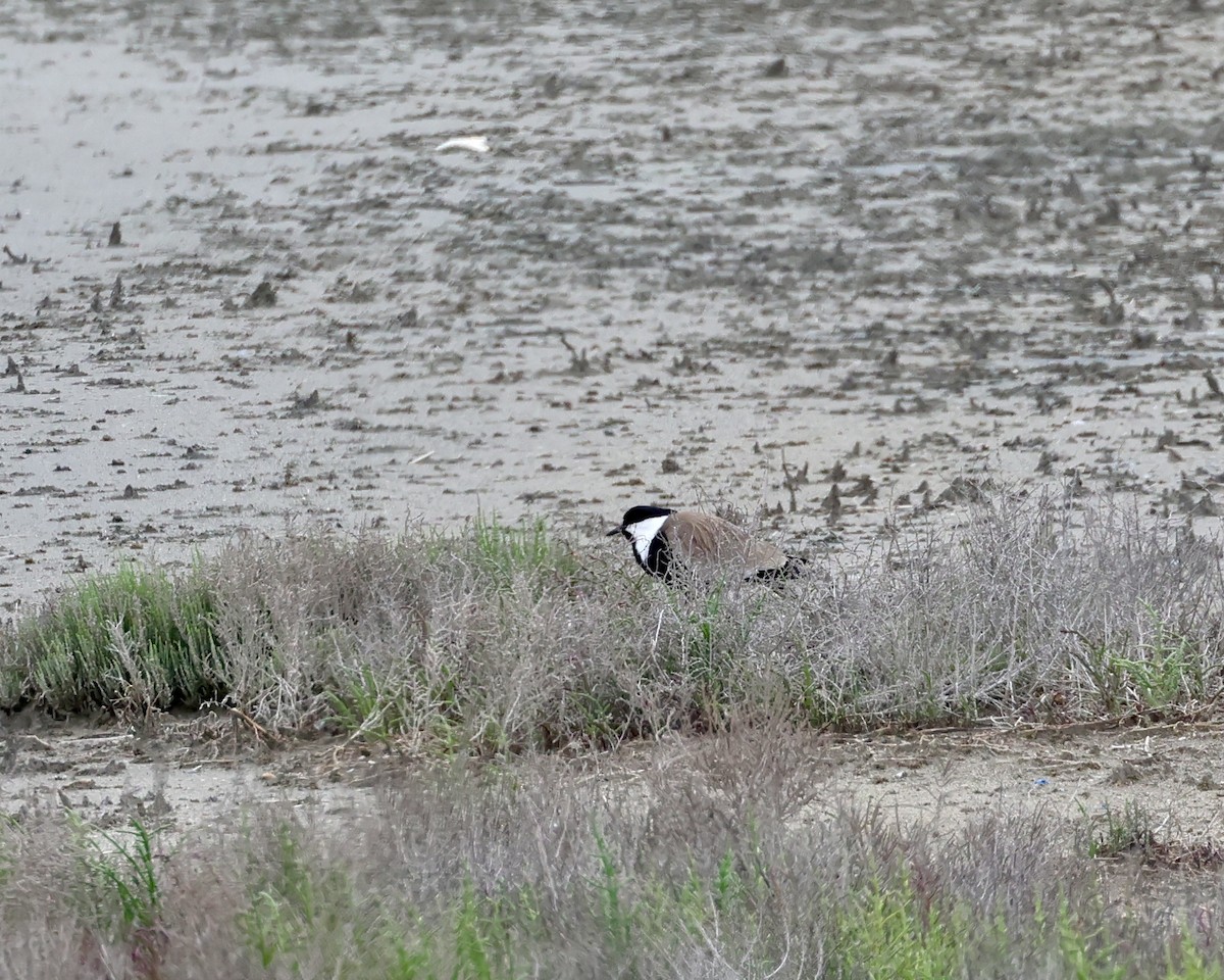 Spur-winged Lapwing - ML619282733