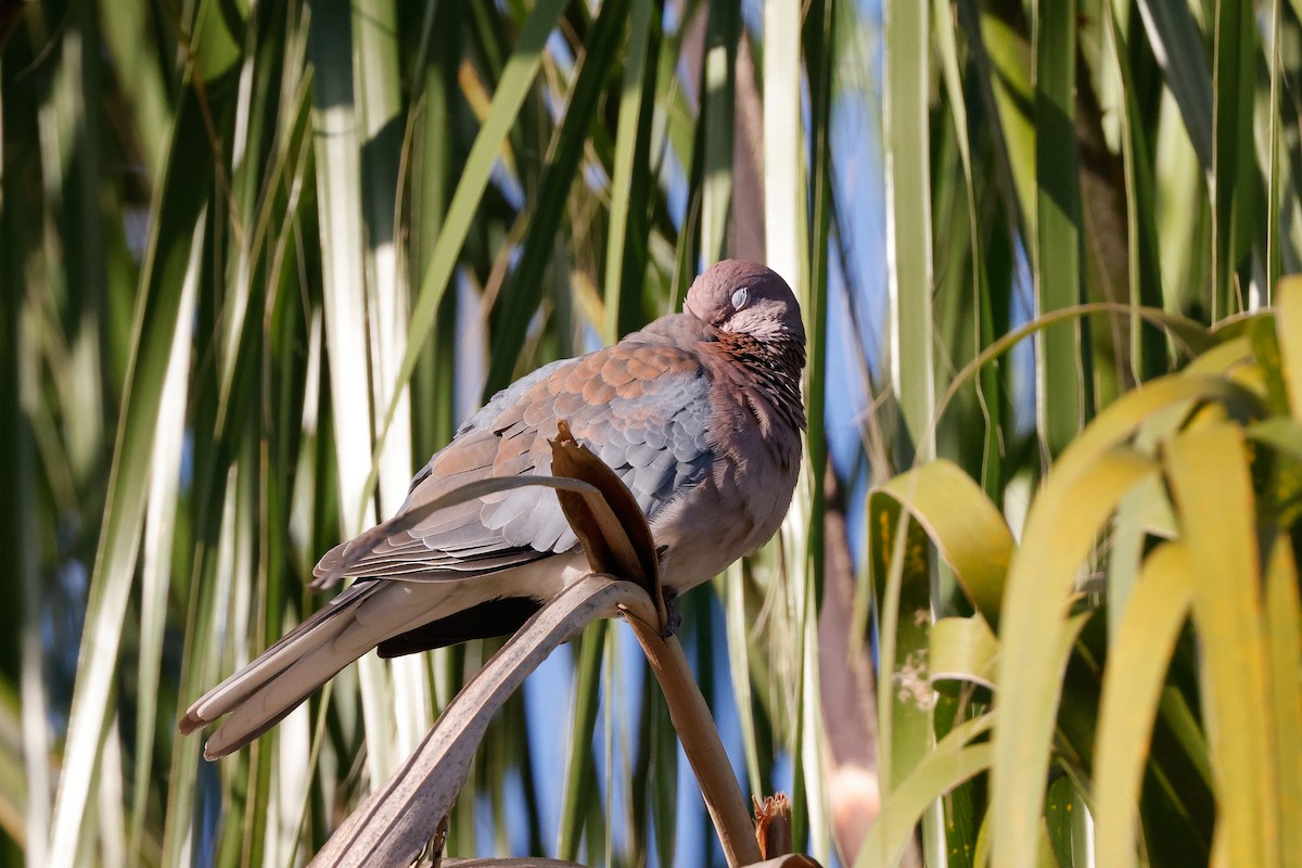 Laughing Dove - ML619282734