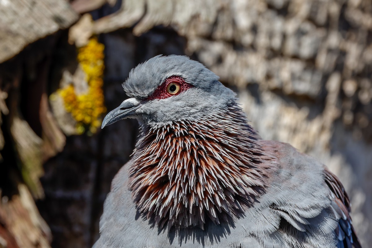 Speckled Pigeon - ML619282758