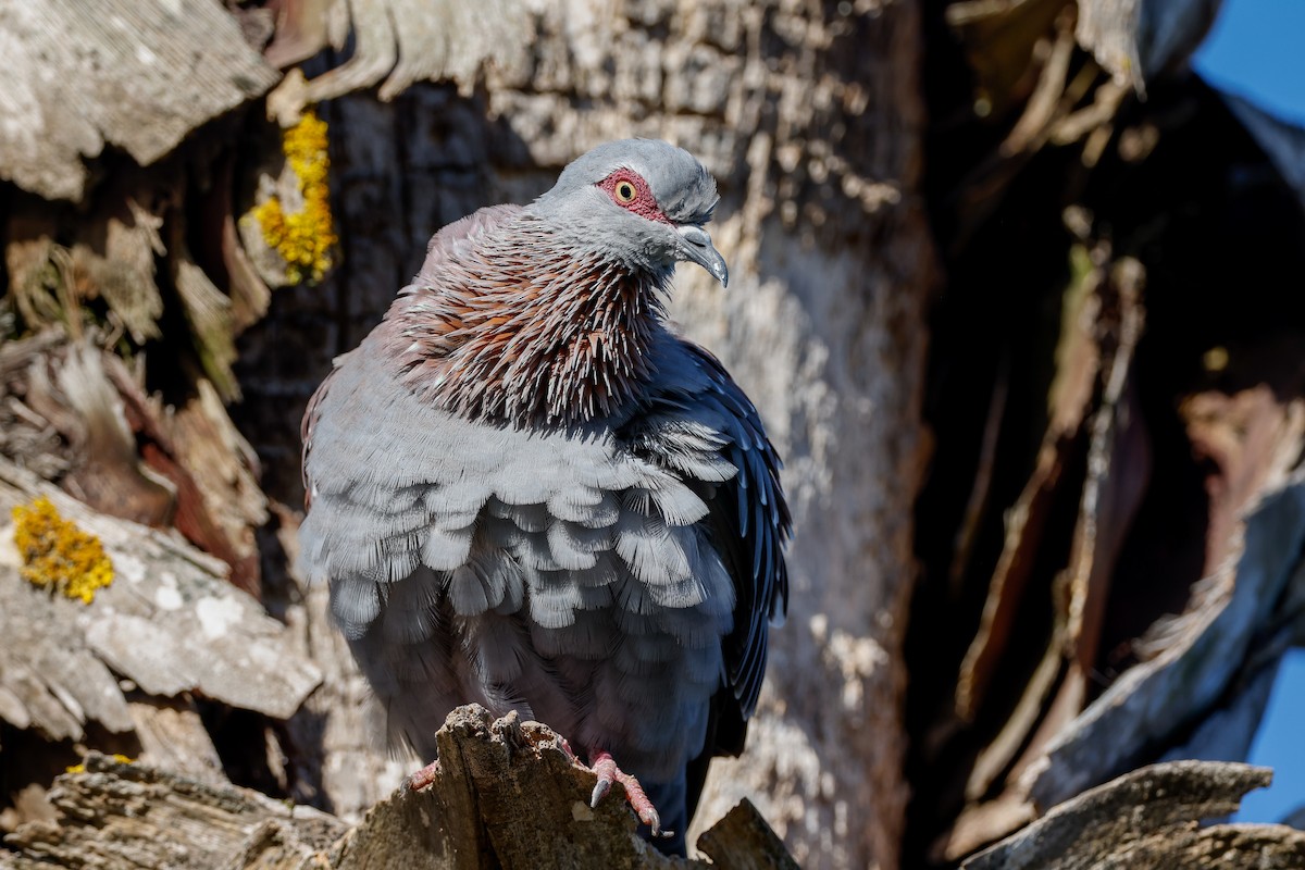 Speckled Pigeon - ML619282759