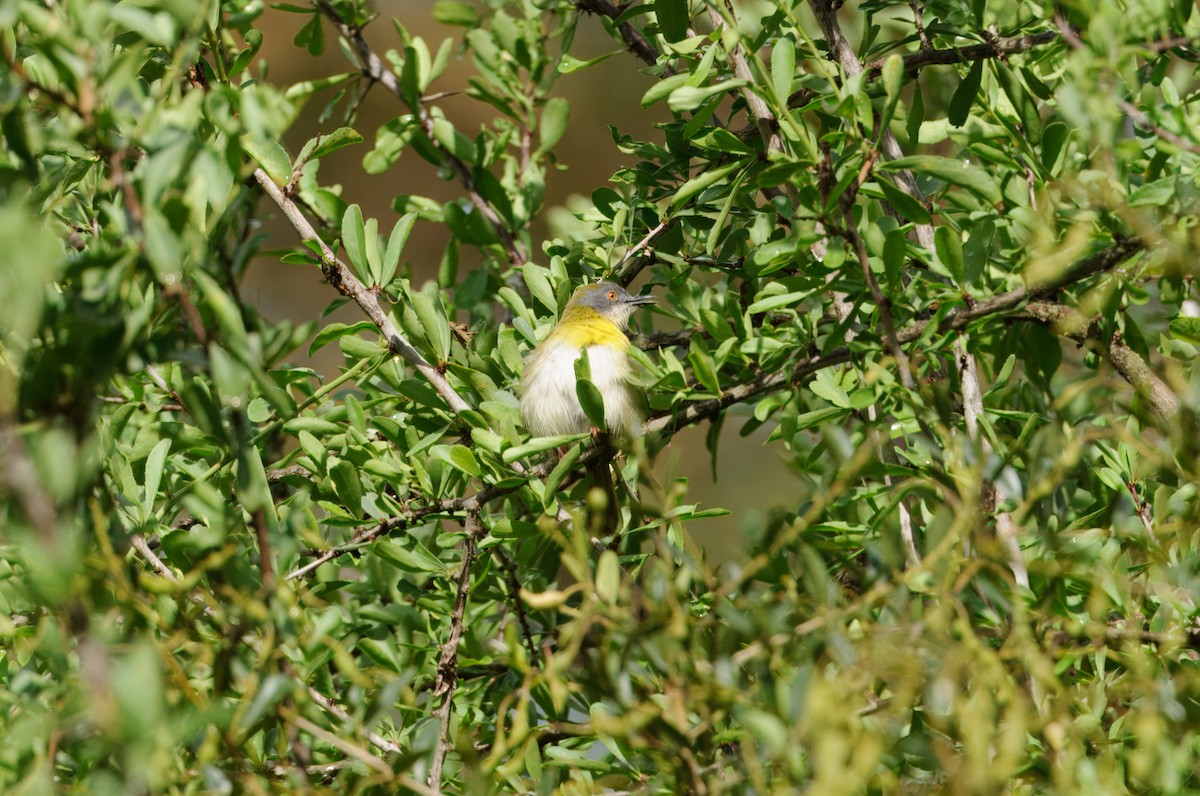 Yellow-breasted Apalis - ML619282815