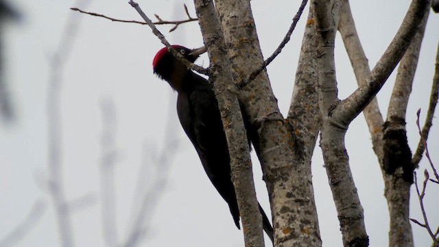 Black Woodpecker - ML619282854