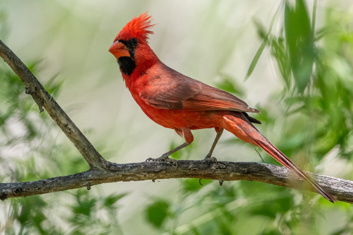 Cardinal rouge - ML619282888