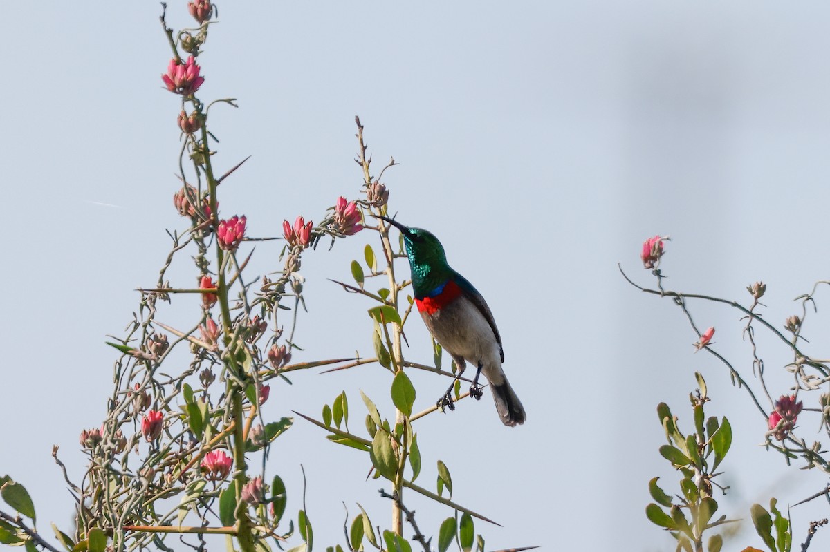 Southern Double-collared Sunbird - ML619282916