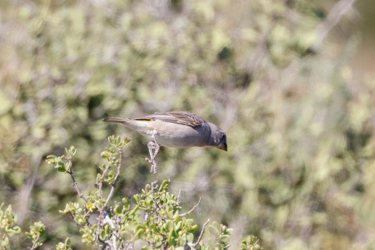 White-throated Canary - ML619282927