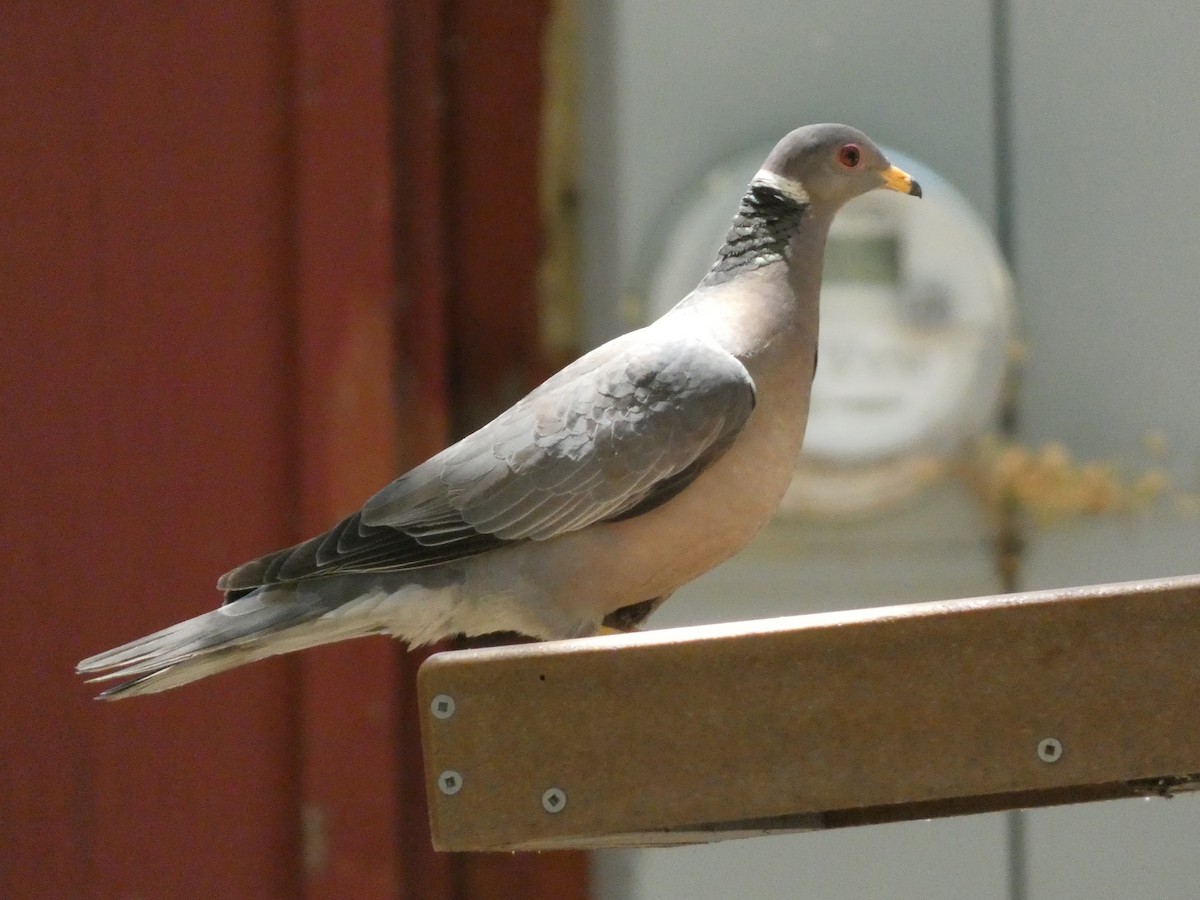 Band-tailed Pigeon - ML619282930