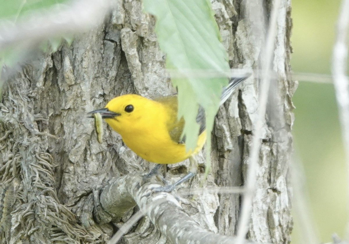 Prothonotary Warbler - ML619282937