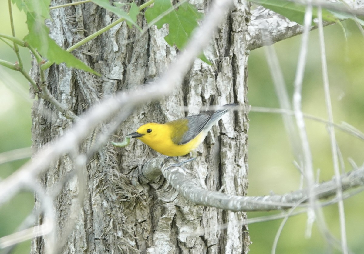 Prothonotary Warbler - ML619282938