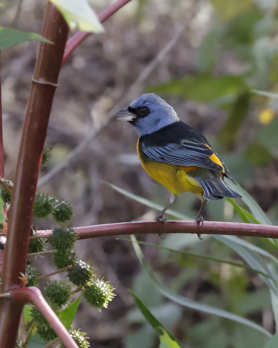 Blue-and-yellow Tanager - ML619283019