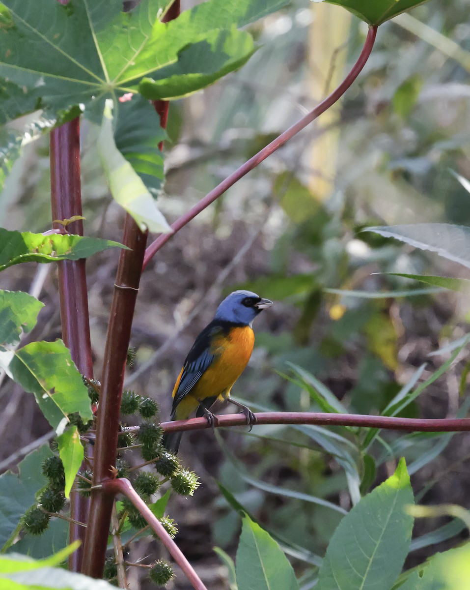 Blue-and-yellow Tanager - ML619283020
