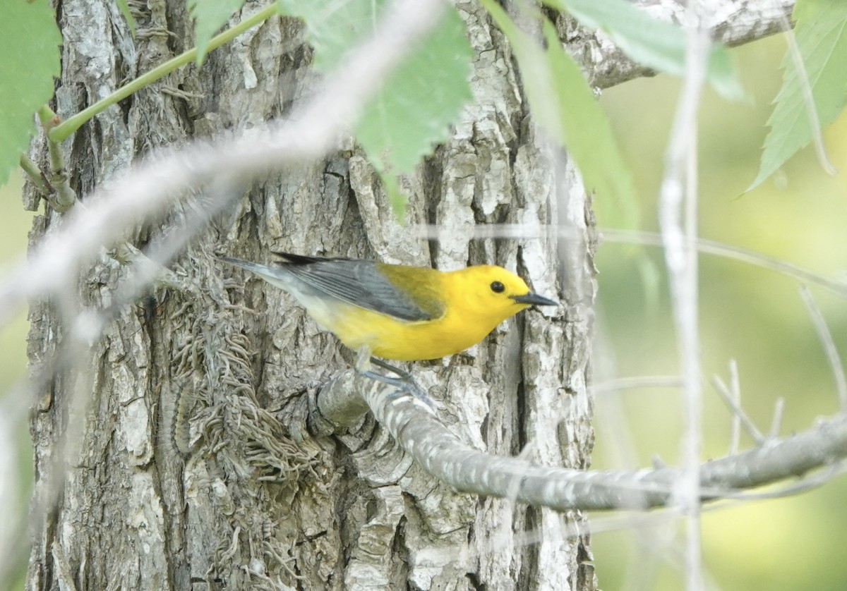 Prothonotary Warbler - ML619283021