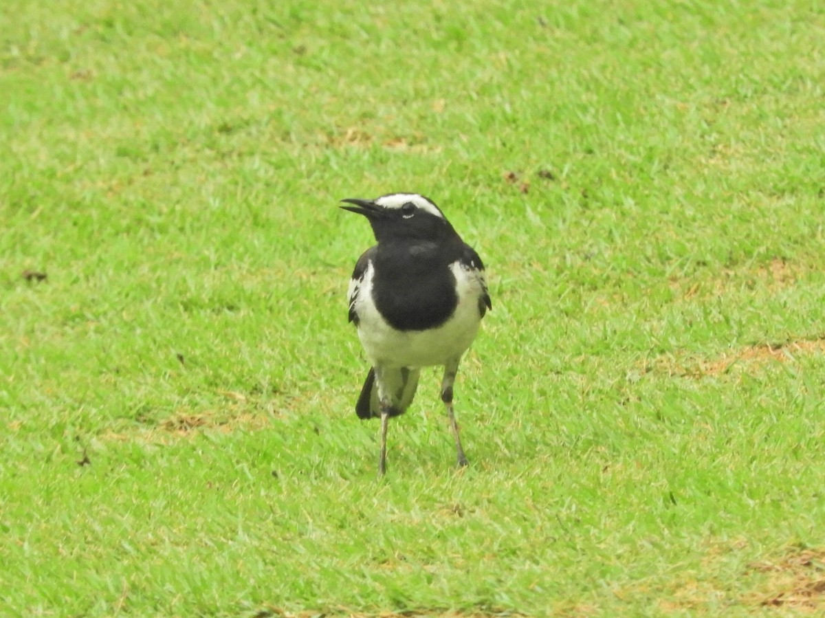 White-browed Wagtail - ML619283023